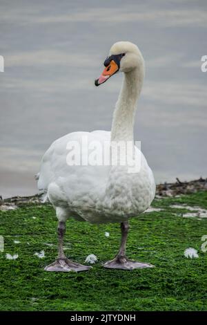 White Swan sulla terra mangiare alghe verdi Foto Stock