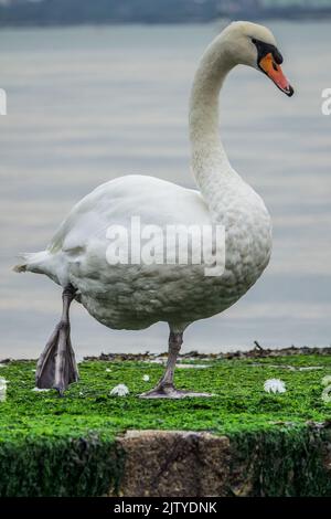 White Swan sulla terra mangiare alghe verdi Foto Stock
