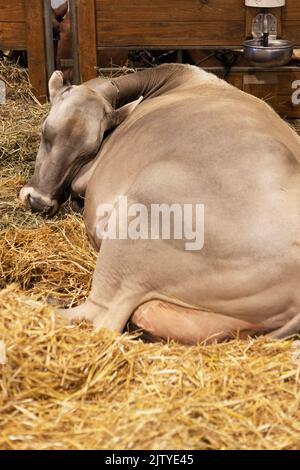 Una grande mucca da latte addormentata nella sua stalla al Minnesota state Fair a St. Paul, Minnesota. Foto Stock