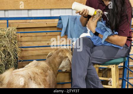 Un neonato capretto che viene nutrito in bottiglia mentre la madre si trova nelle vicinanze, al Miracle of Birth Center della Minnesota state Fair di St. Paul, Minnesota. Foto Stock