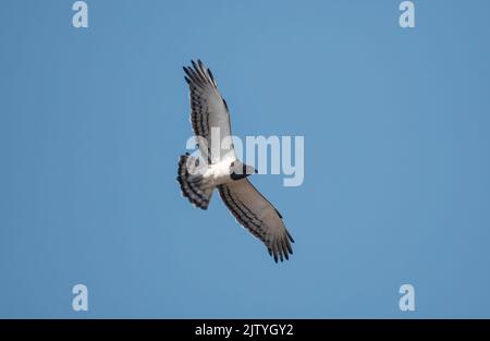 Un'aquila di serpente con la parte nera in volo nella savana dell'Africa del Sud Foto Stock