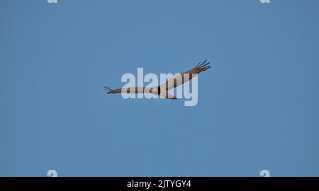 Un'aquila di serpente con la parte nera in volo nella savana dell'Africa del Sud Foto Stock