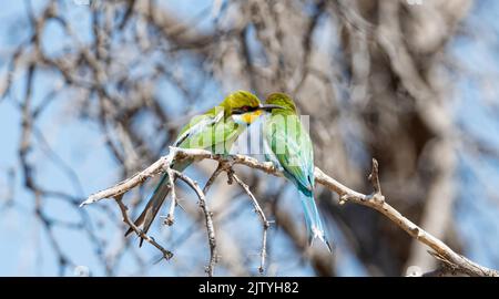 Coda di rondine Bee-eater arroccato in un albero nella savana Kalahari Foto Stock