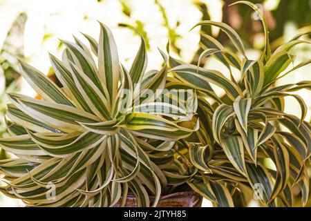 Dracaena reflexa - Song of India su sfondo naturale Foto Stock