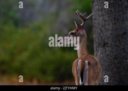 Un cervo nel parco Foto Stock