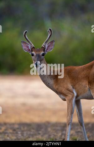 Un cervo nel parco Foto Stock