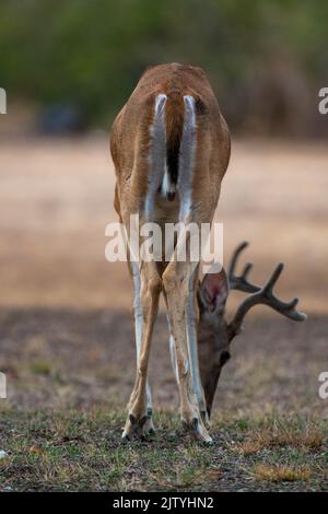 Un cervo nel parco Foto Stock