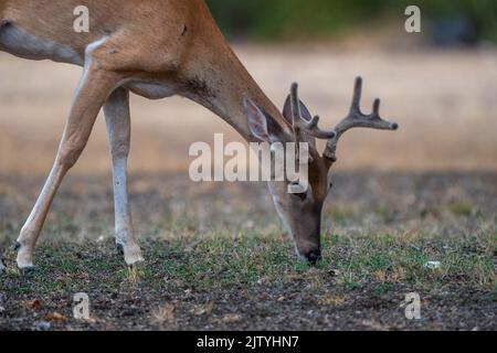 Un cervo nel parco Foto Stock