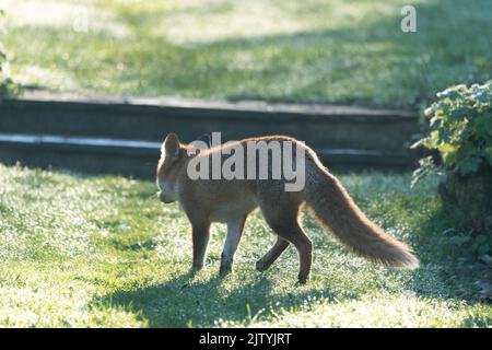 fox adulto inverno rugiada mattina Foto Stock