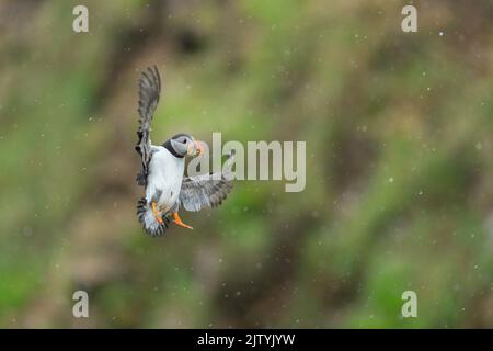 Atlantic Puffin (Fratercula artica) che trasporta materiale di nidificazione in volo, Great Saltee Island, Co. Wexford, Repubblica d'Irlanda Foto Stock