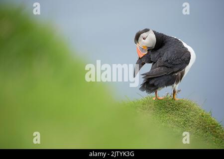 Atlantic Puffin (Fratercula arctica) preening, Hermaness, Unst, Shetland, Scozia, REGNO UNITO Foto Stock