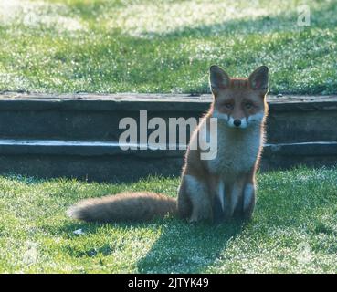 fox adulto inverno rugiada mattina Foto Stock