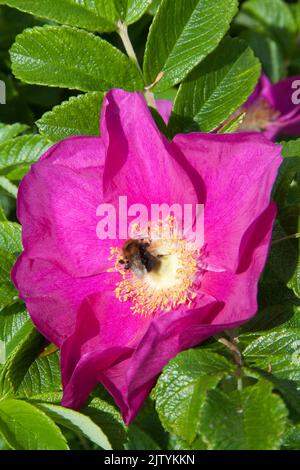 Ape del falegname su Rosa del cane Foto Stock