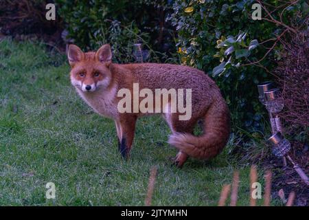 fox adulto inverno rugiada mattina Foto Stock