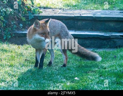 fox adulto inverno rugiada mattina Foto Stock