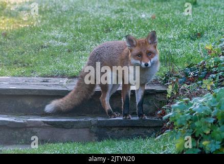 fox adulto inverno rugiada mattina Foto Stock