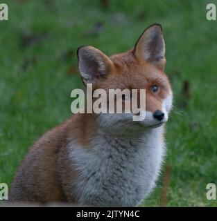 fox adulto inverno rugiada mattina Foto Stock