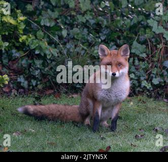 fox adulto inverno rugiada mattina Foto Stock