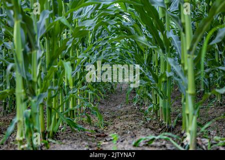 mais crescente che forma un tunnel nel campo Foto Stock