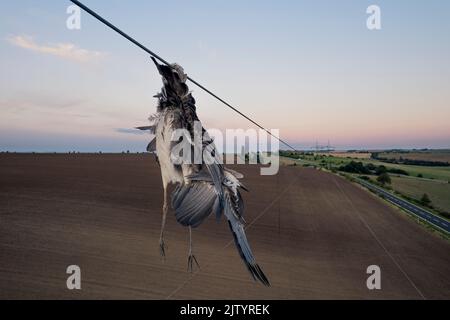 Closeup airone grigio uccello airone morto egret (Ardea cinerea) dopo la collisione con filo ad alta tensione dove è scavato dal collo e ancora appeso sotto di esso. Triste scena Foto Stock