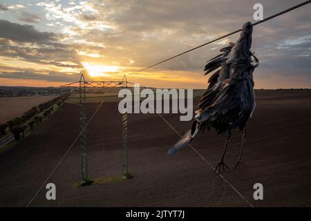 Closeup airone grigio uccello airone morto egret (Ardea cinerea) dopo la collisione con filo ad alta tensione dove è scavato dal collo e ancora appeso sotto di esso. Triste scena Foto Stock