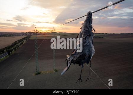 Closeup airone grigio uccello airone morto egret (Ardea cinerea) dopo la collisione con filo ad alta tensione dove è scavato dal collo e ancora appeso sotto di esso. Triste scena Foto Stock