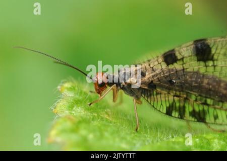 Closeup on a large Stream lacewing, Osmylus fulvicephalus, sitting on a leaf with closed wings Foto Stock
