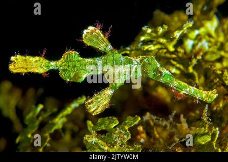 Pesci fantasma di Halimeda (Solenostomus halimeda), mimetizzazione a Seagrass, Ari Atoll, Maldive, Oceano Indiano, Asia Foto Stock