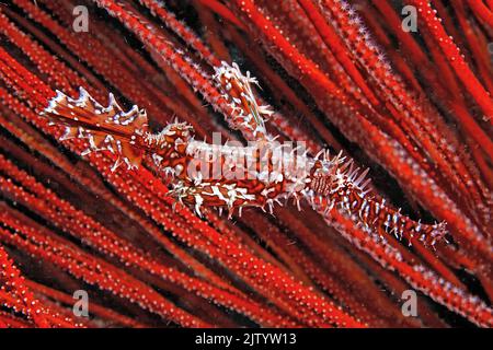 Pesci fantasma ornati o pesci fantasma arlequin (Solenostomus paradoxus), presso un corno rosso, Ari Atoll, Maldive, Oceano Indiano, Asia Foto Stock