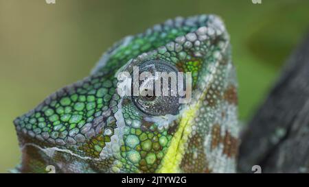 Сlose-up ritratto di Chameleon ruota l'occhio guardando intorno durante la molting. Panther chameleon (Furcifer pardalis). Foto Stock