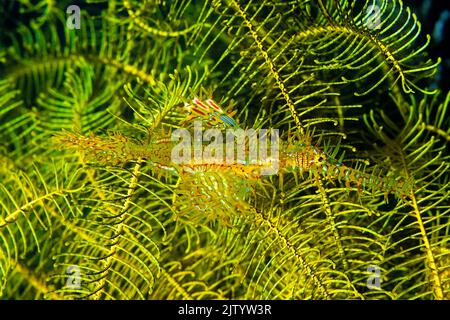 Pesci fantasma ornati o pesci fantasma arlequin (Solenostomus paradoxus), in una stella piuma (Crinoidea), Ari Atoll, Maldive, Oceano Indiano, Asia Foto Stock
