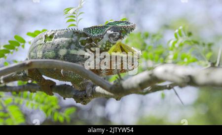 Chameleon siede su un ramo dell'albero apre la sua bocca gialla larga durante la muffa. Panther chameleon (Furcifer pardalis). Foto Stock