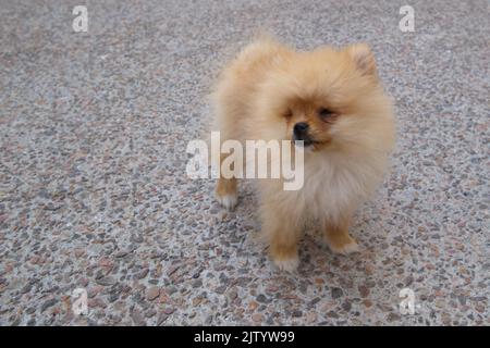 Carino cane Pomeranian in una strada Foto Stock
