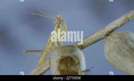 Il ritratto di primo piano di un piccolo mantide in preghiera si siede sui fiori secchi dell'henbane e pulisce le sue antenne su sfondo cielo blu. Mantis di preghiera di Crimea (Ameles Foto Stock