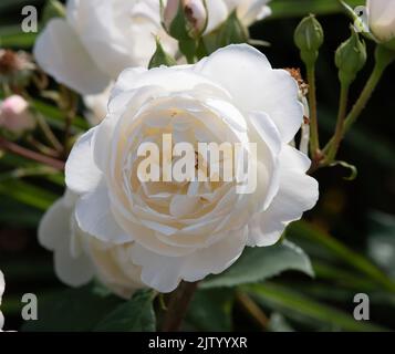 Rosa Desdemona Foto Stock