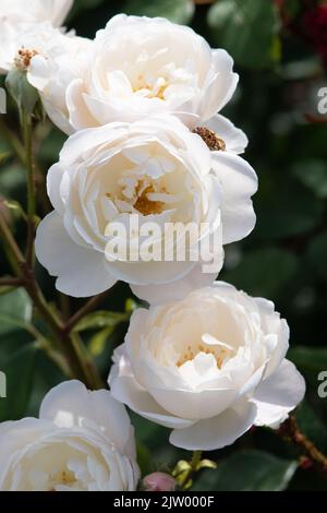 Rosa Desdemona Foto Stock