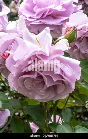 Fiori di 'Love Song' Floribunda Rose Foto Stock