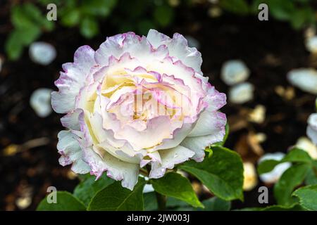 Fiori di ‘Marc Chagall’ Floribunda Rose Foto Stock