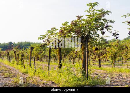 Il sambuco orchard in Ungheria centrale Foto Stock