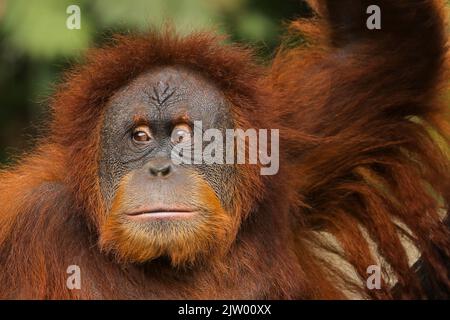 ritratto di un orangutan rilassante Foto Stock