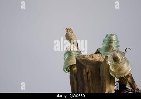 Il pipelit di Berthelot Anthus berthelotii canta su un lampione. San Lorenzo. Las Palmas de Gran Canaria. Gran Canaria. Isole Canarie. Spagna. Foto Stock