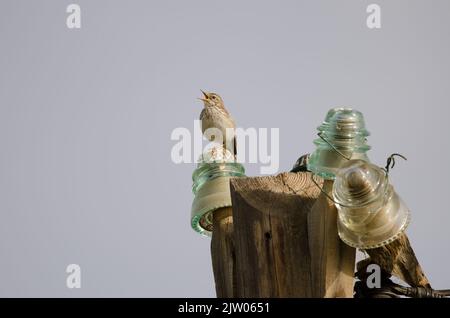 Il pipelit di Berthelot Anthus berthelotii canta su un lampione. San Lorenzo. Las Palmas de Gran Canaria. Gran Canaria. Isole Canarie. Spagna. Foto Stock