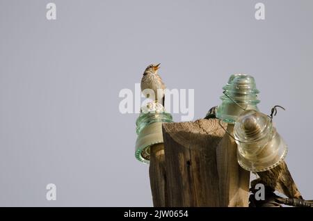 Il pipelit di Berthelot Anthus berthelotii canta su un lampione. San Lorenzo. Las Palmas de Gran Canaria. Gran Canaria. Isole Canarie. Spagna. Foto Stock