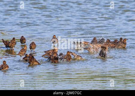 Gregge di stellati europei / stellati comuni (Sturnus vulgaris) bagno e spruzzi in acque poco profonde di stagno a fine estate Foto Stock