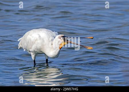 Spatolone eurasiatica / spatolone comune (Platalea leucorodia) adulto che cattura piccoli pesci di goby in becco aperto in acque poco profonde a zone umide a fine estate Foto Stock