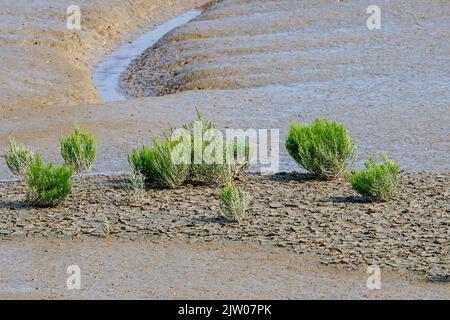 Erba di vetro comune / samphire di palude / erba di salice (Salicornia europaea) erba succulente che cresce in palude di sale intertidale / salpalude a fine estate Foto Stock