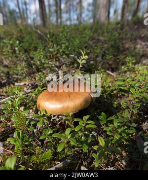 Vista del fungo di agaricales in Finlandia Foto Stock