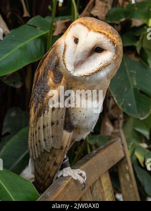 I gufi di fienile (famiglia Tytonidae) sono una delle due famiglie di gufi, l'altra è il vero gufi o gufi tipici, Stridae. Foto Stock