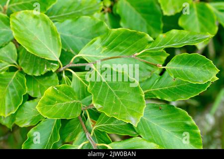 Faggio (fagus sylvatica), primo piano con un ramo di foglie verdi dell'albero comune. Foto Stock