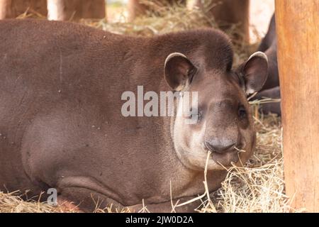 Il tapiro sudamericano (Tapirus terrestris), comunemente chiamato anche il tapiro brasiliano, in anta portoghese Foto Stock